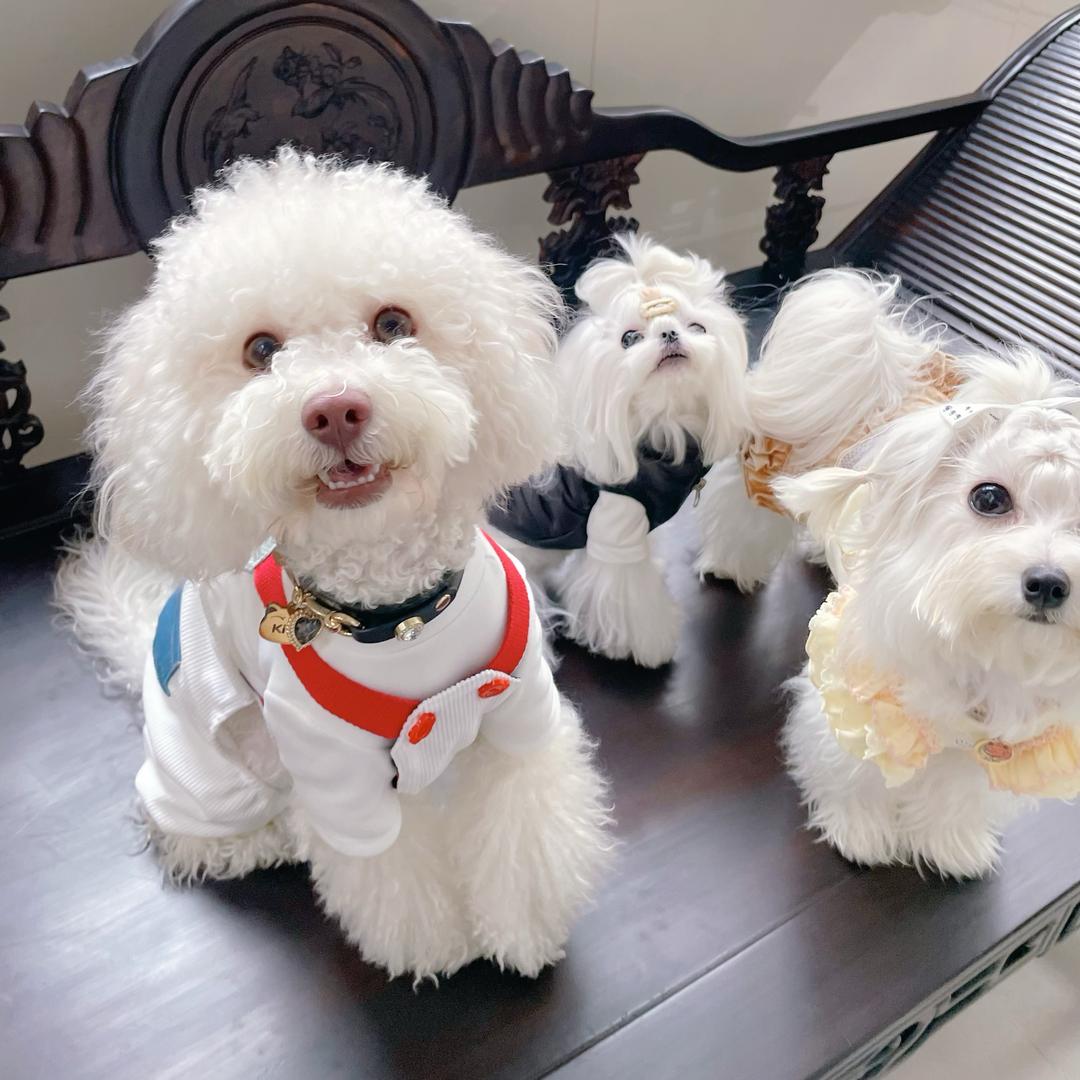 爱穿公主裙的🐶