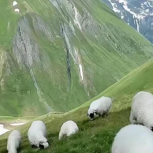 老贺（一家人）