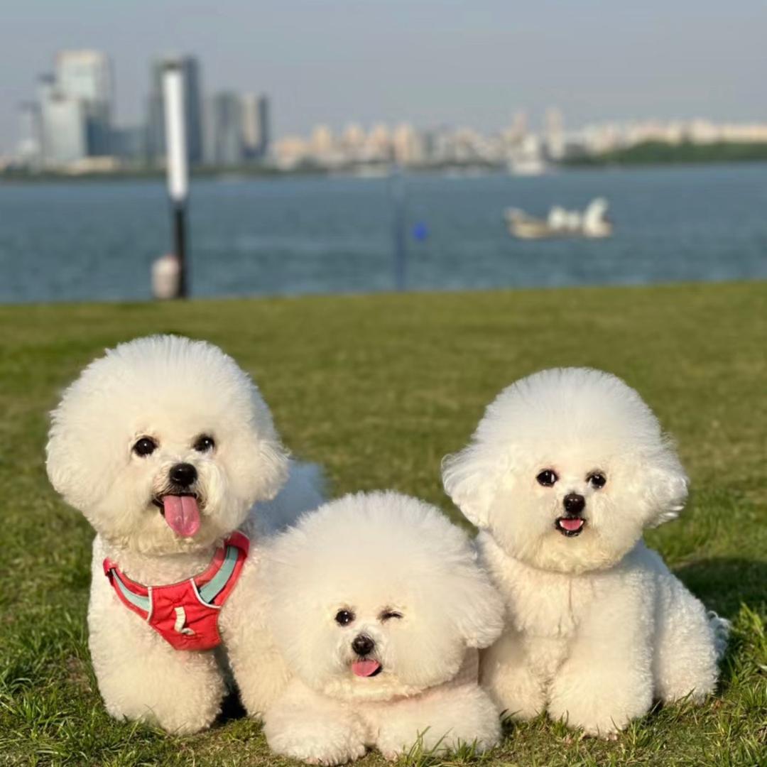 木森犬舍-阿张