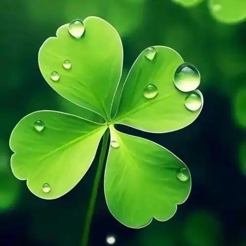 🍀🍀🍀