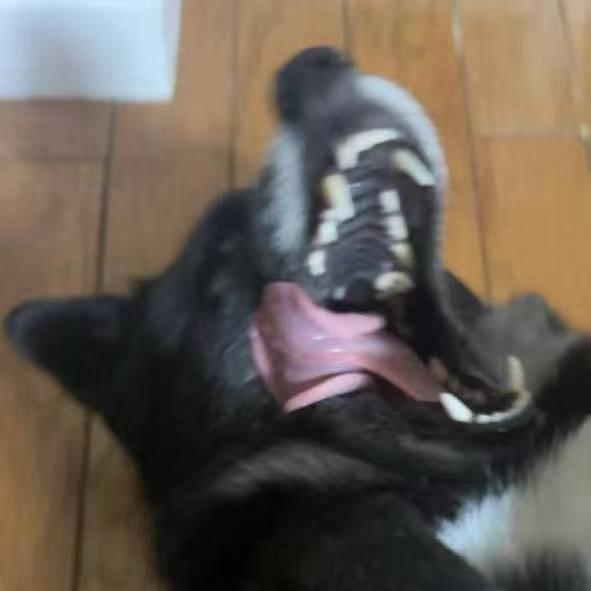 cat点滴