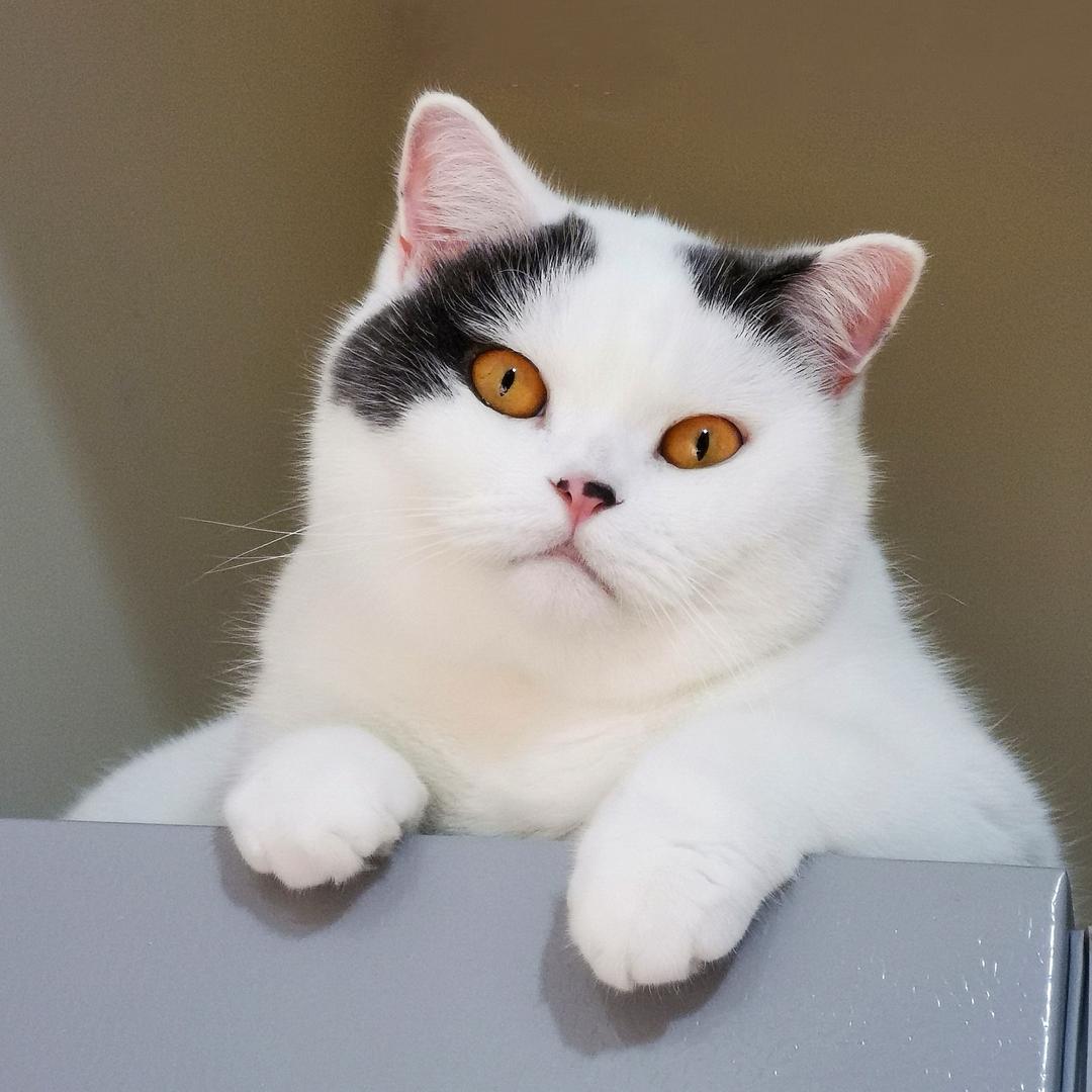 猫什么宁