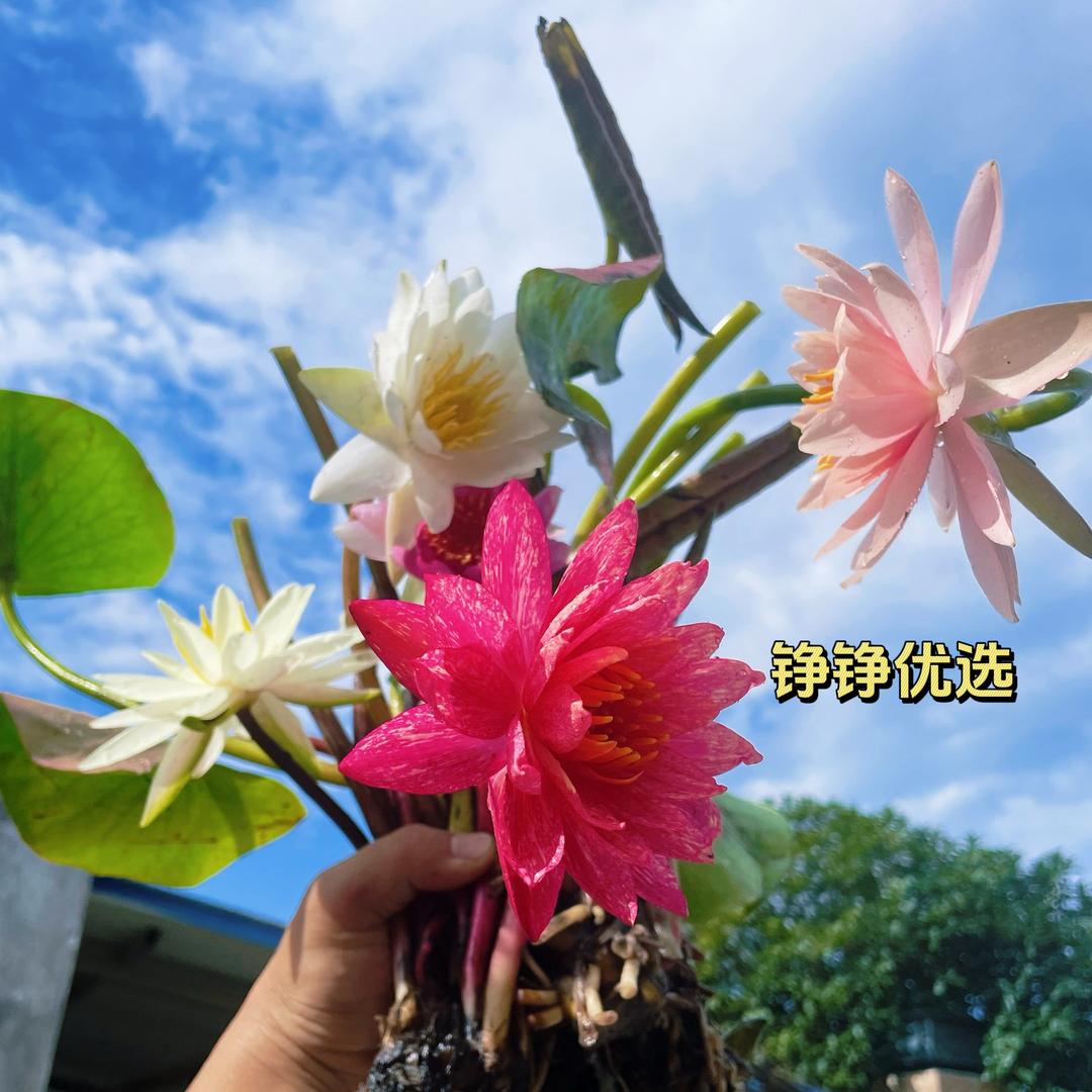 睡莲小姑娘