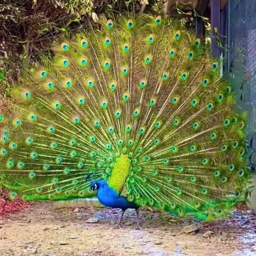 668
