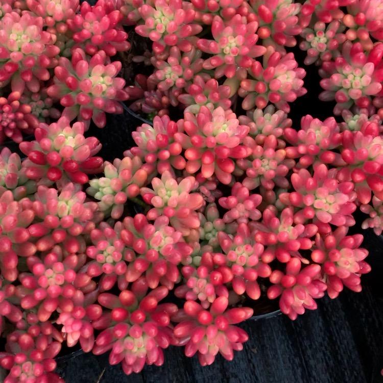 花开花卉多肉