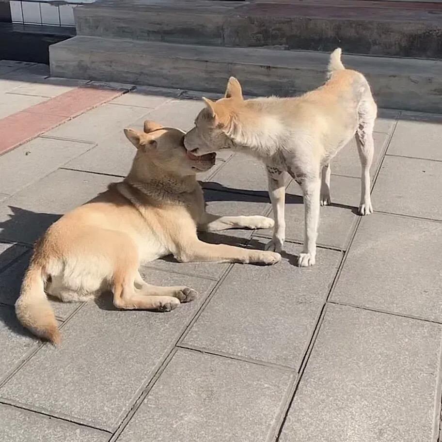 佑善与狗子们