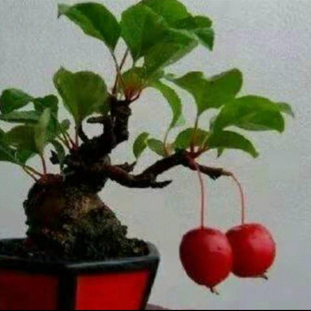英子《拒私聊》