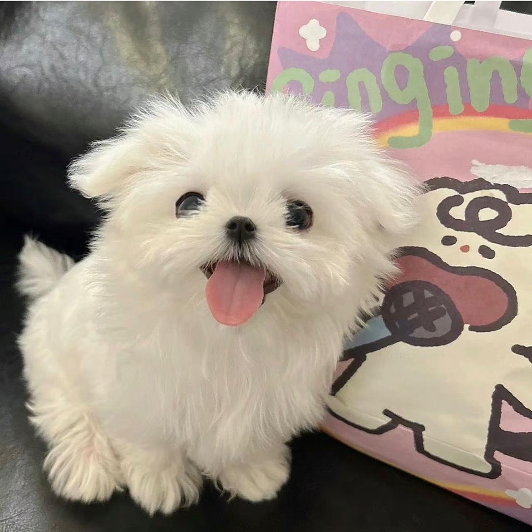 MoMo as
