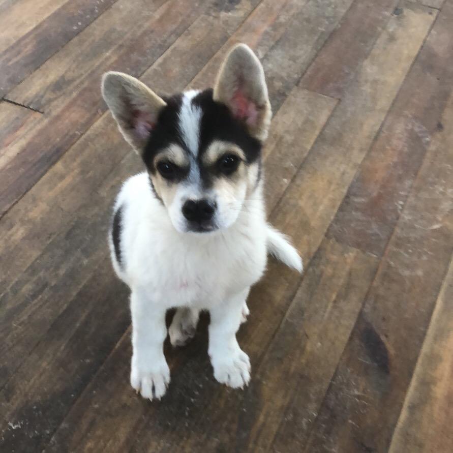 肚子饿了不吃饭