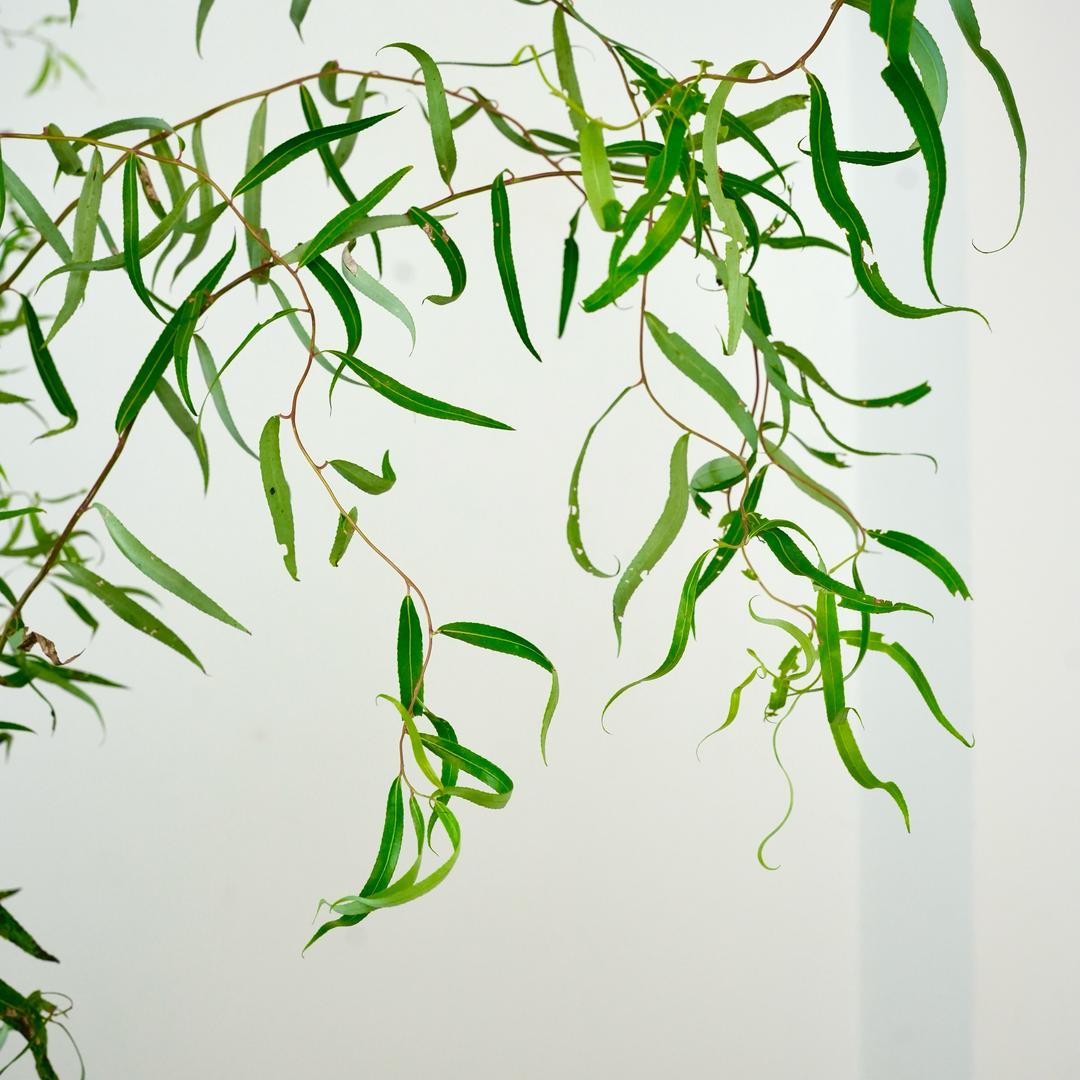 哈尔滨雪柳种植基地直发