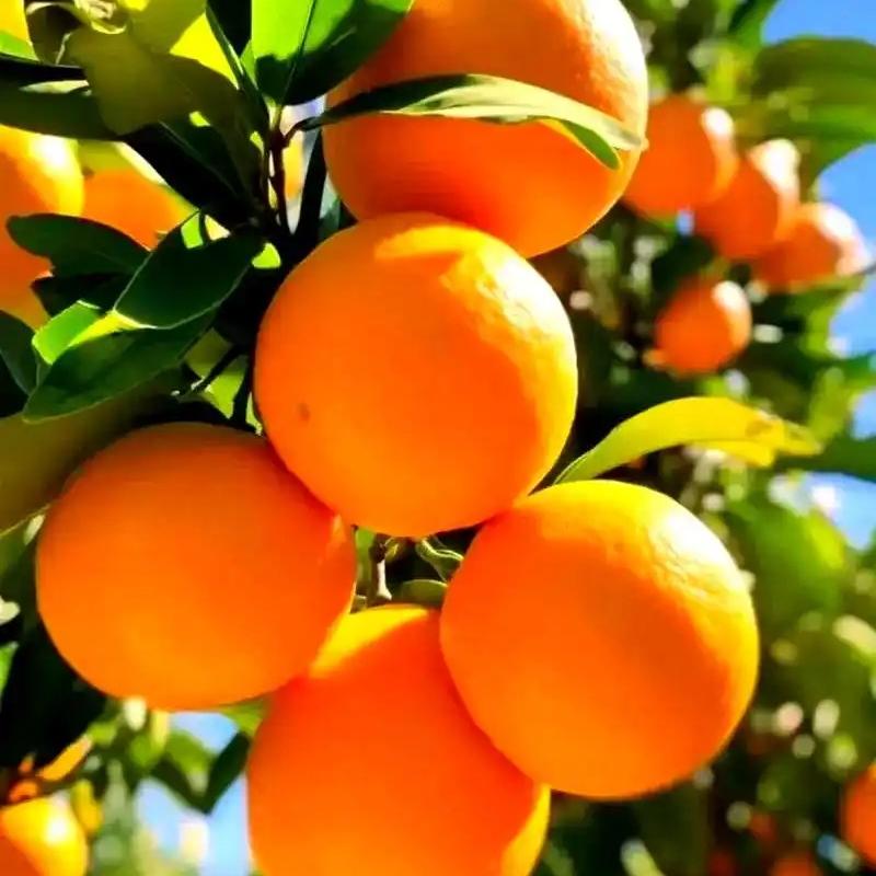 橙心橙意农产