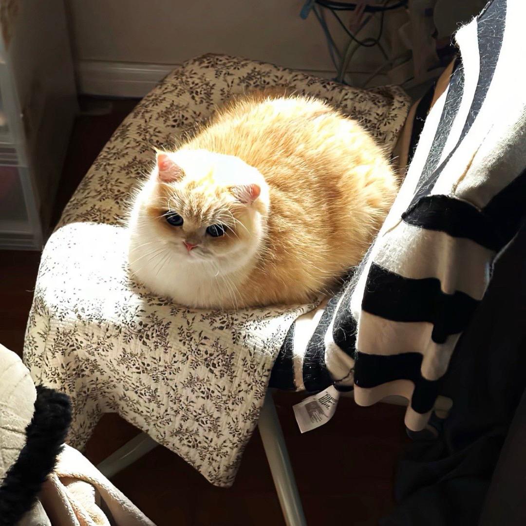 仙女不喜欢吃糖