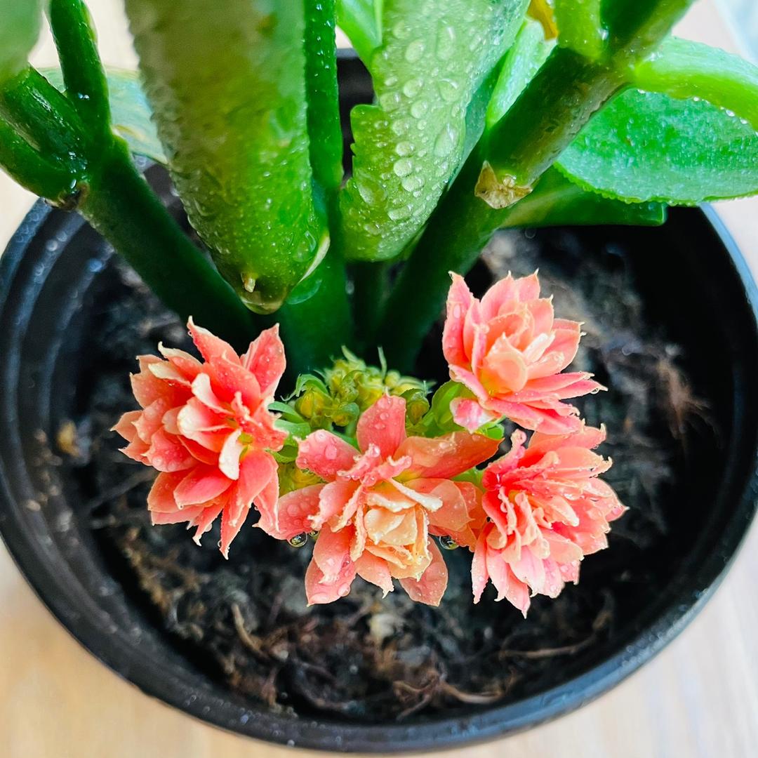 我是我