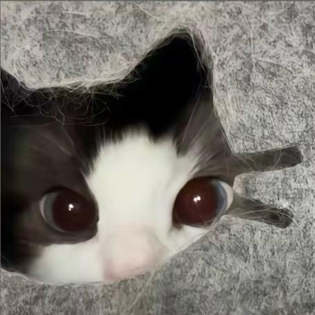 猫的左耳