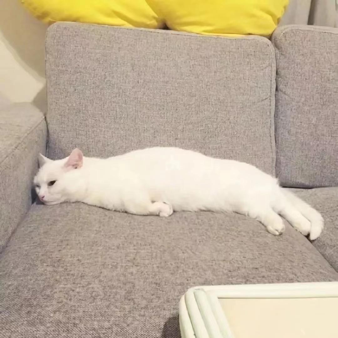 绝绝子女娘