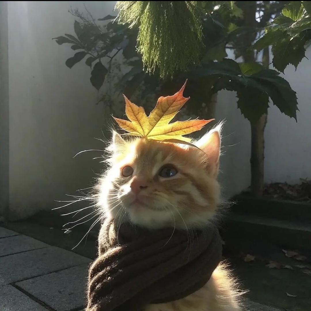 愿