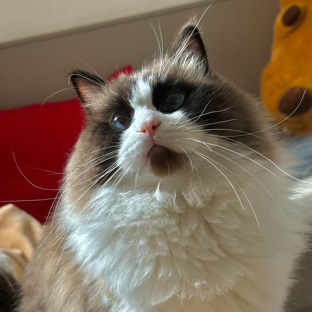 我又饿了/•᷅•᷄\୭