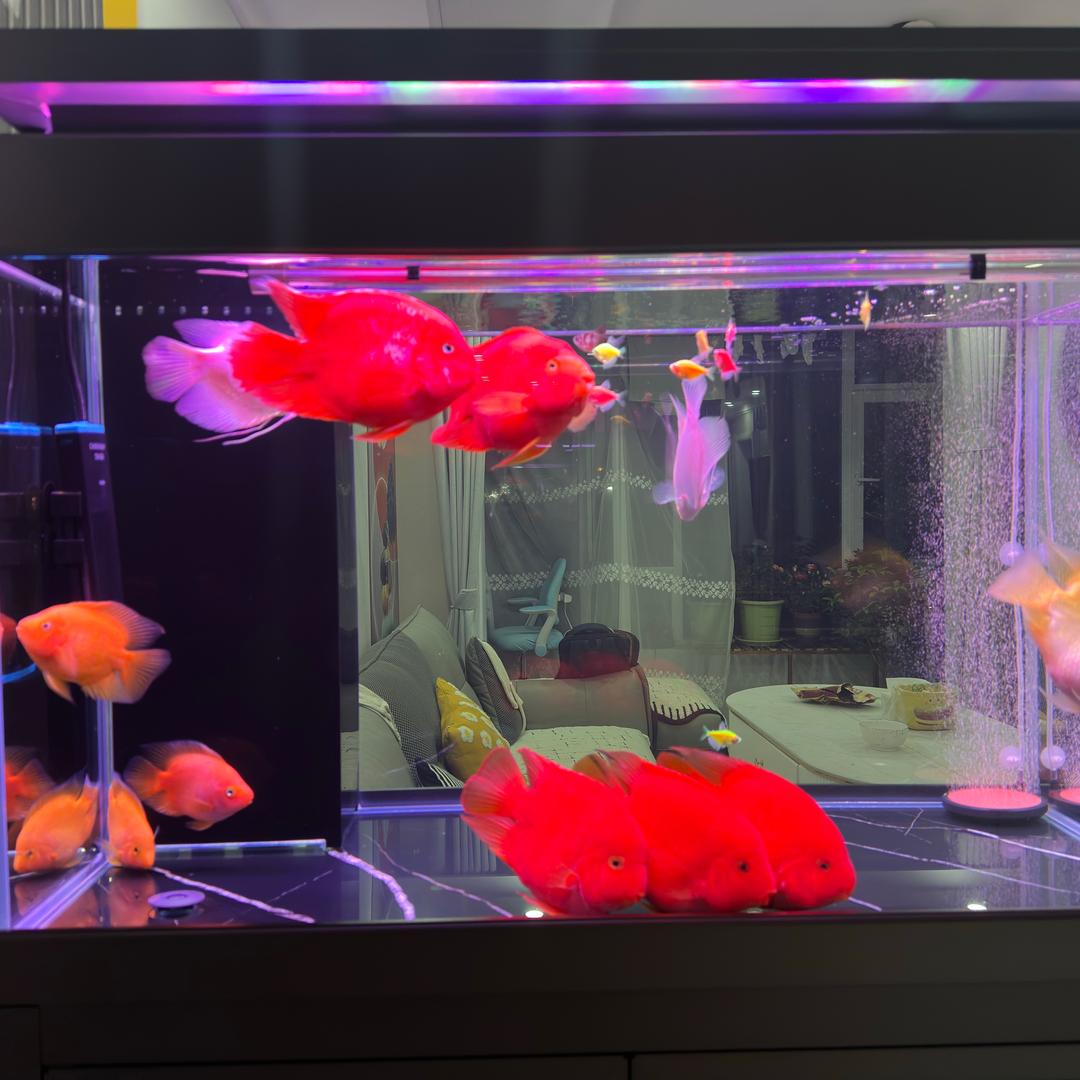 黎明「爱养鱼」🐠