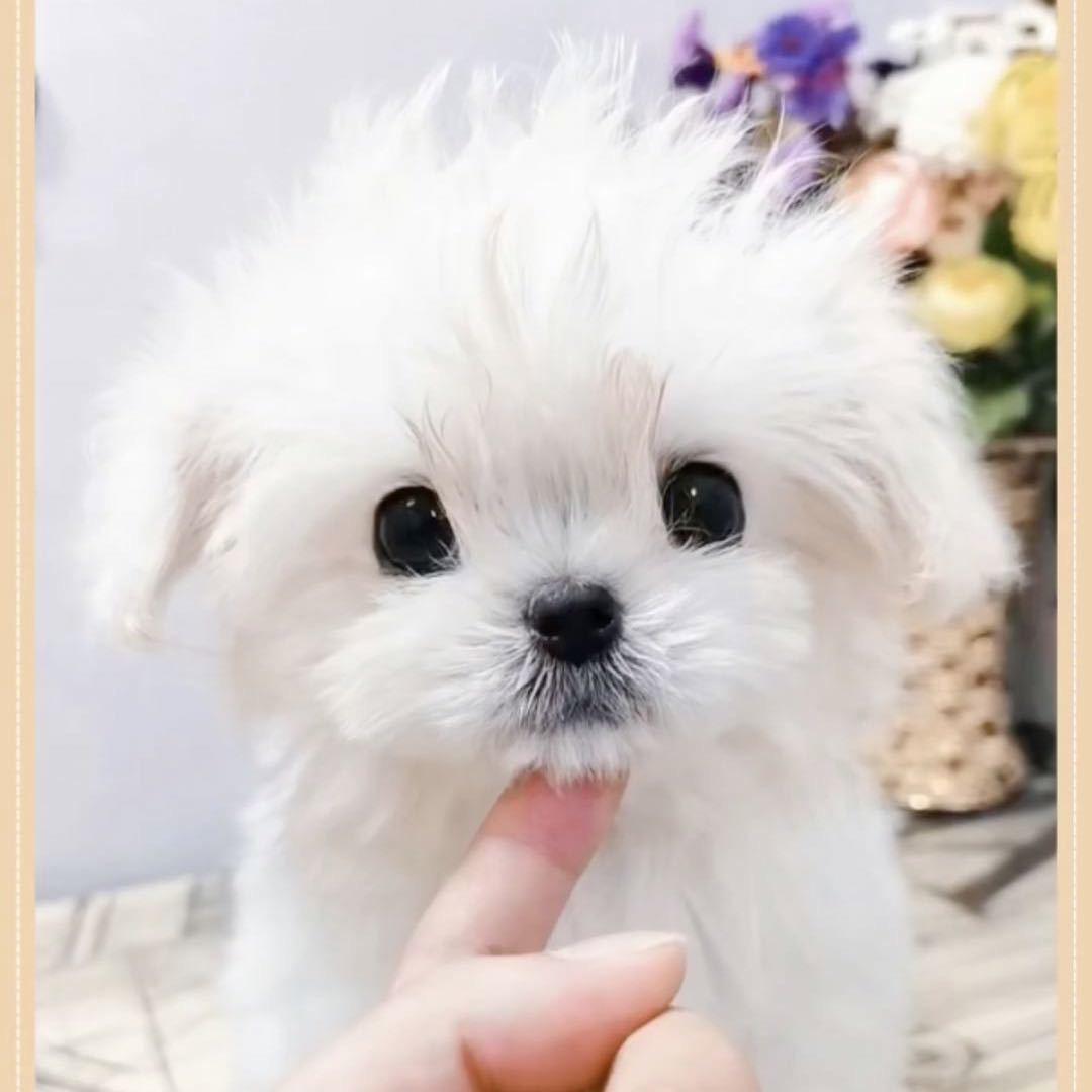 峨眉小军宠物直播号