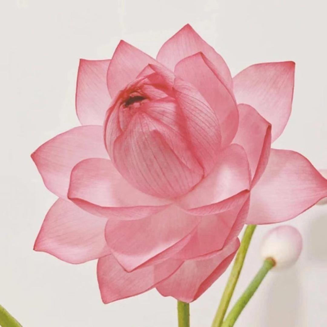 双双（感恩大家）