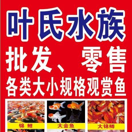叶氏水族和叶氏水产