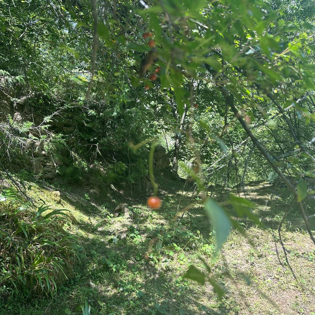红尘修心多杰