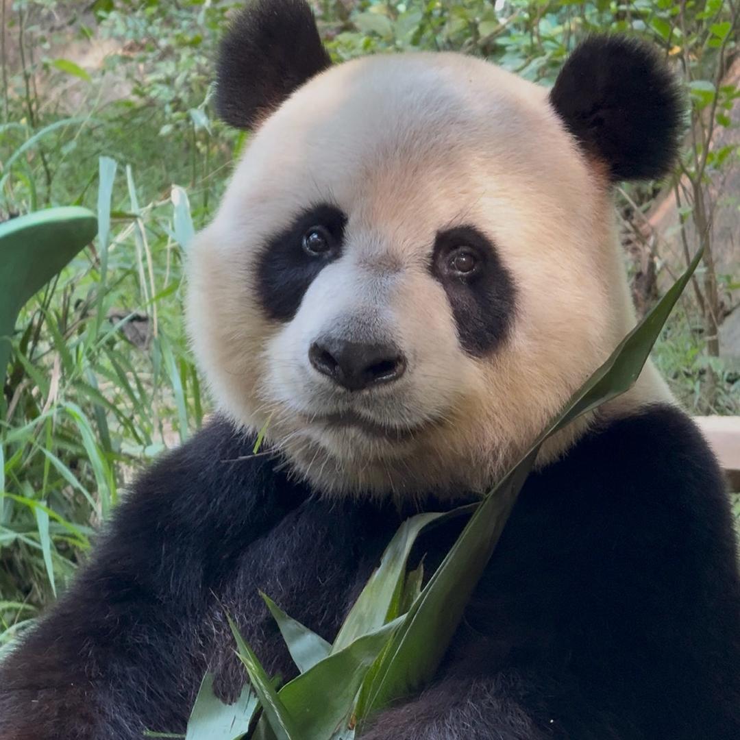 帅哥不是走地熊🐼