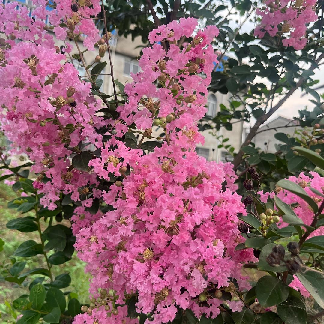 家有四宝
