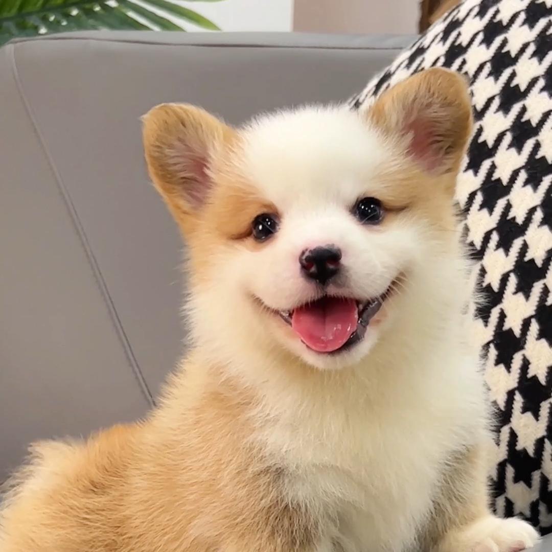 杭州完美犬舍·小飞哥