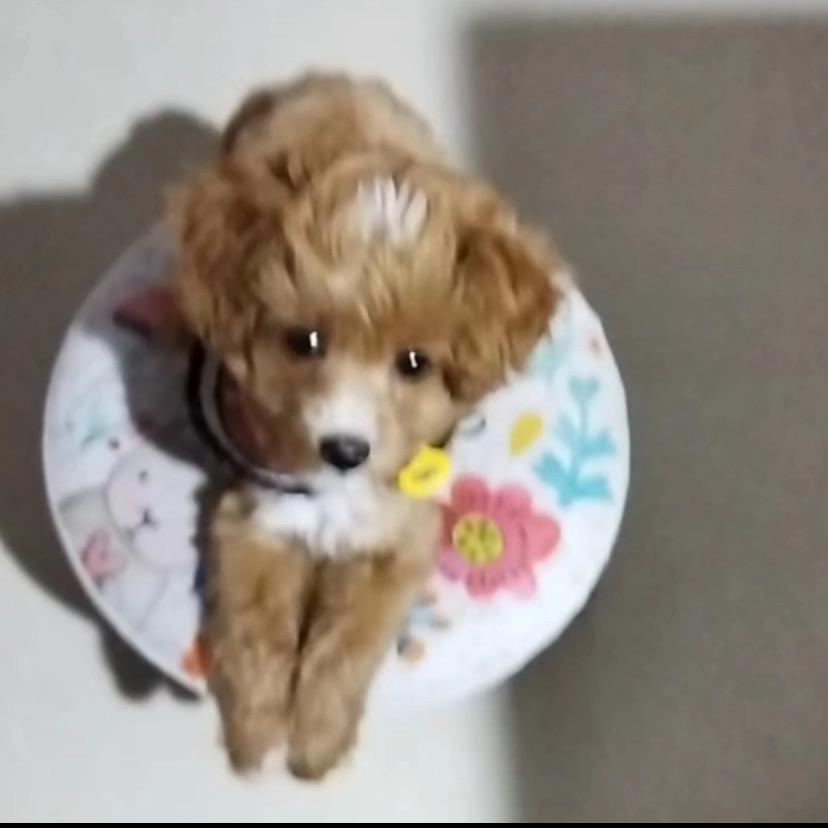 点点的法式浪漫小家