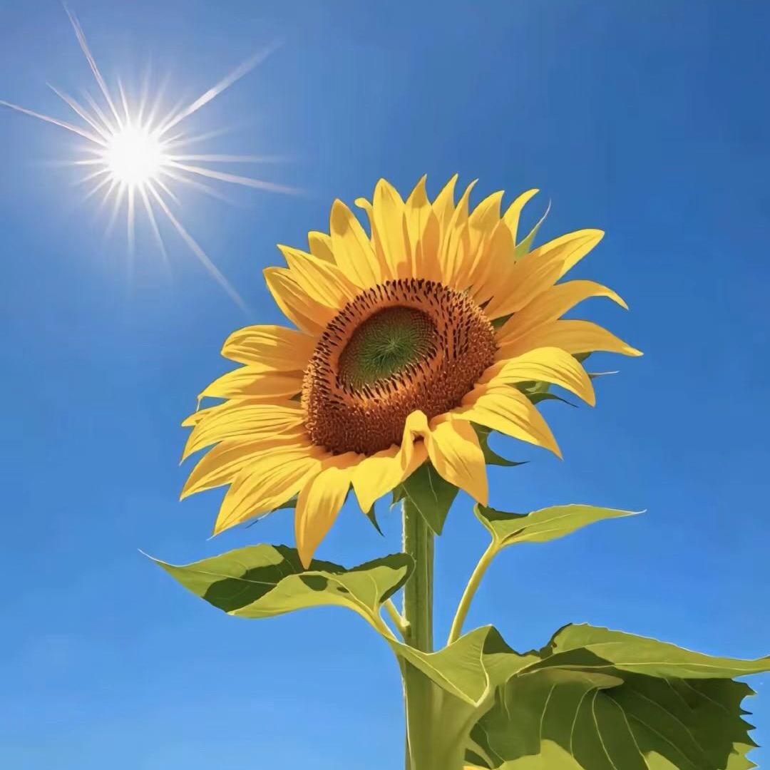 向阳而生🌞