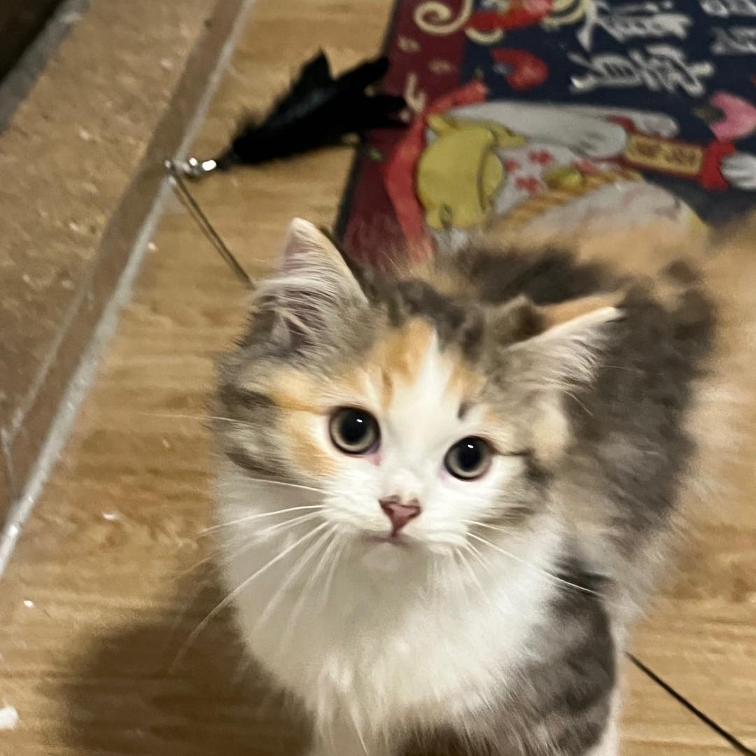 小葵是珠猪🐷（是个美女喵）