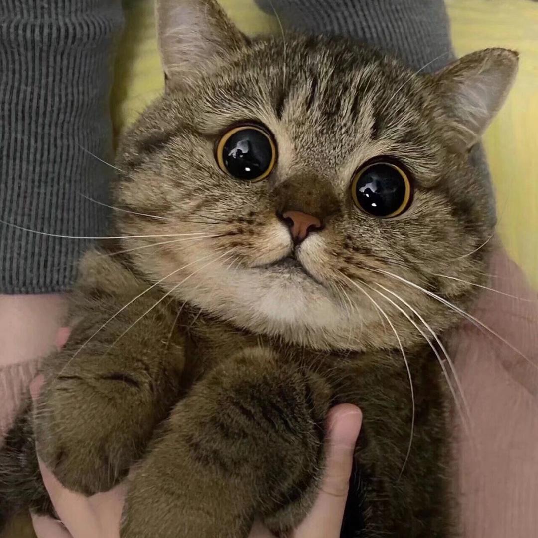 橘络♥