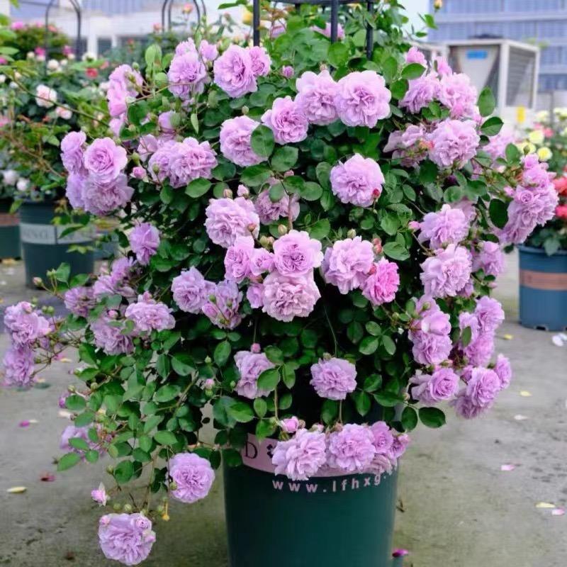 策恒花卉