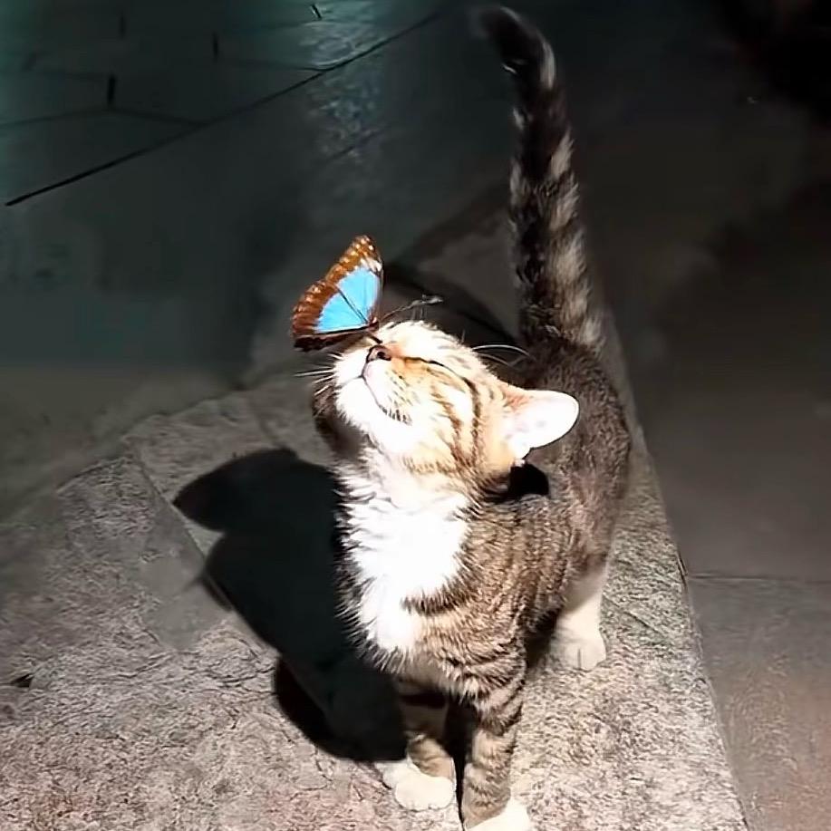 菠萝干