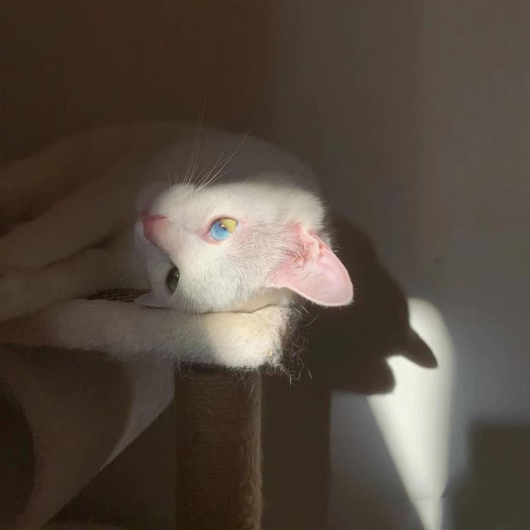 刘小猫猫咪呀🐱