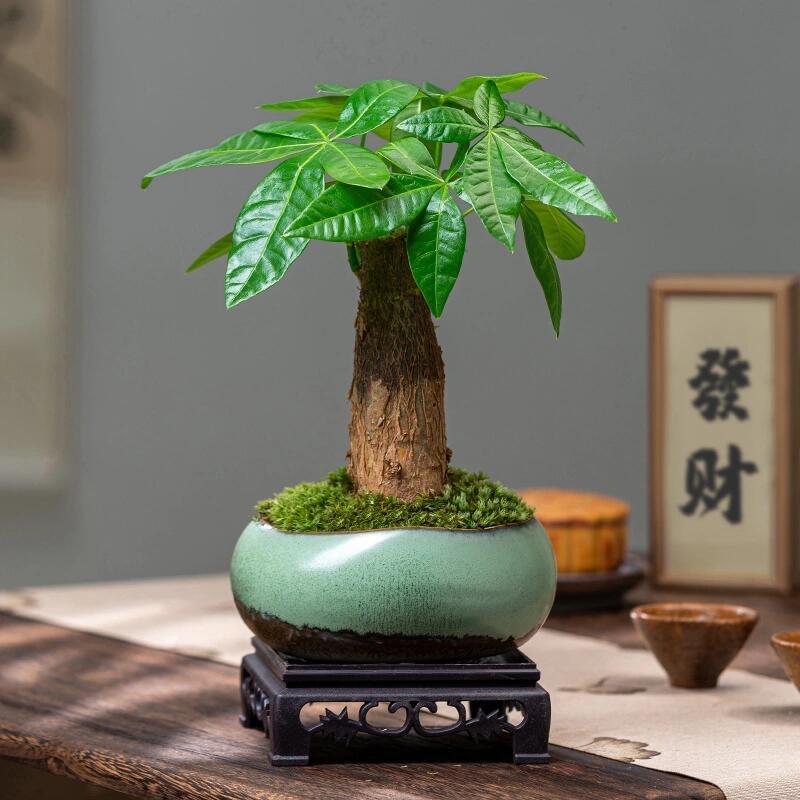 茹选花香花卉店的头像