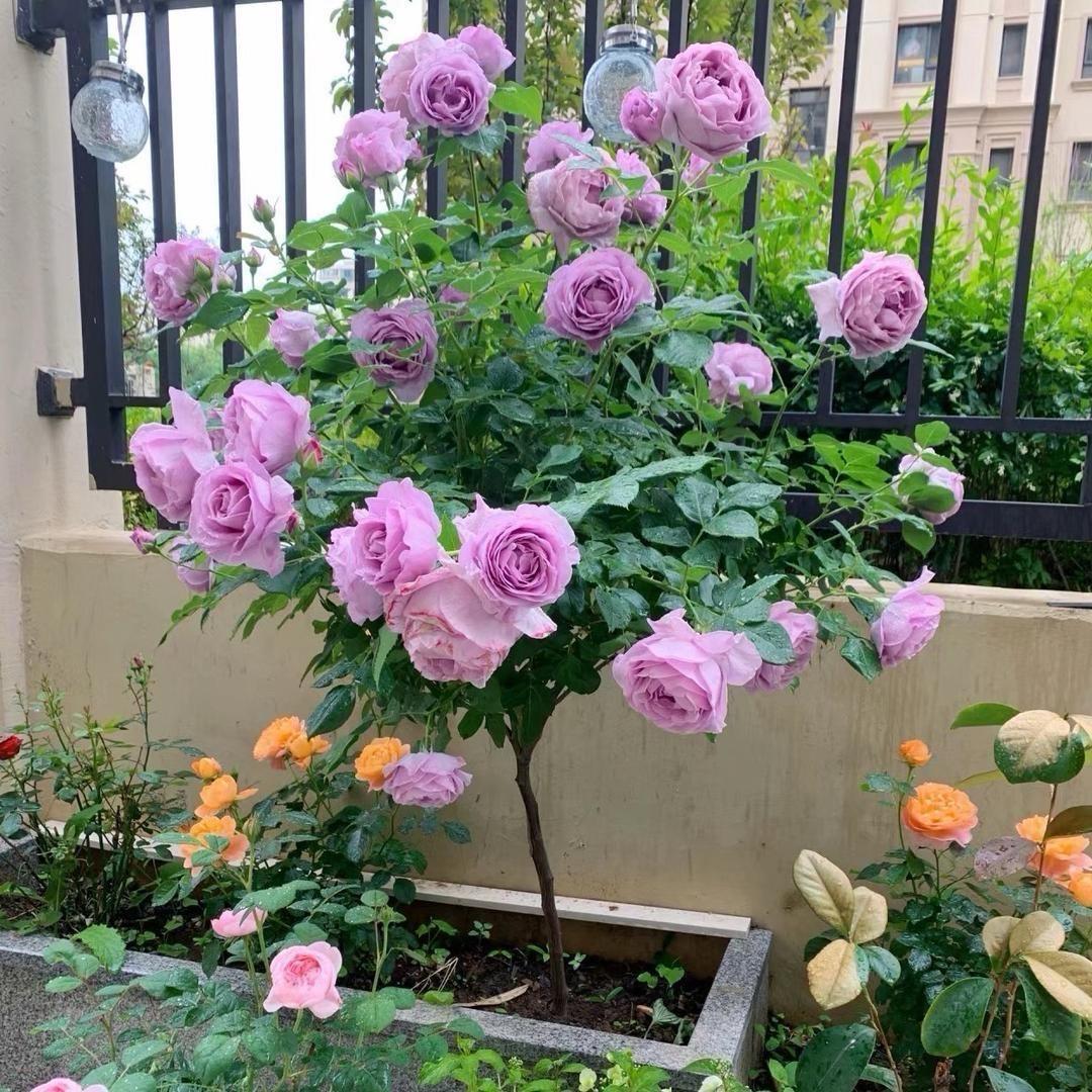 芹艺优选4.0