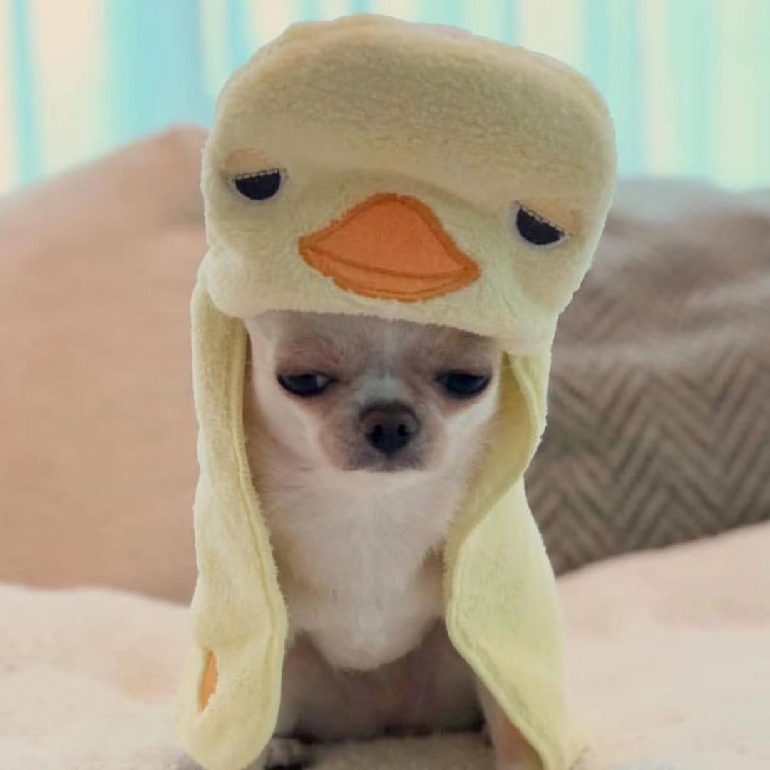 装忧郁被狗追666