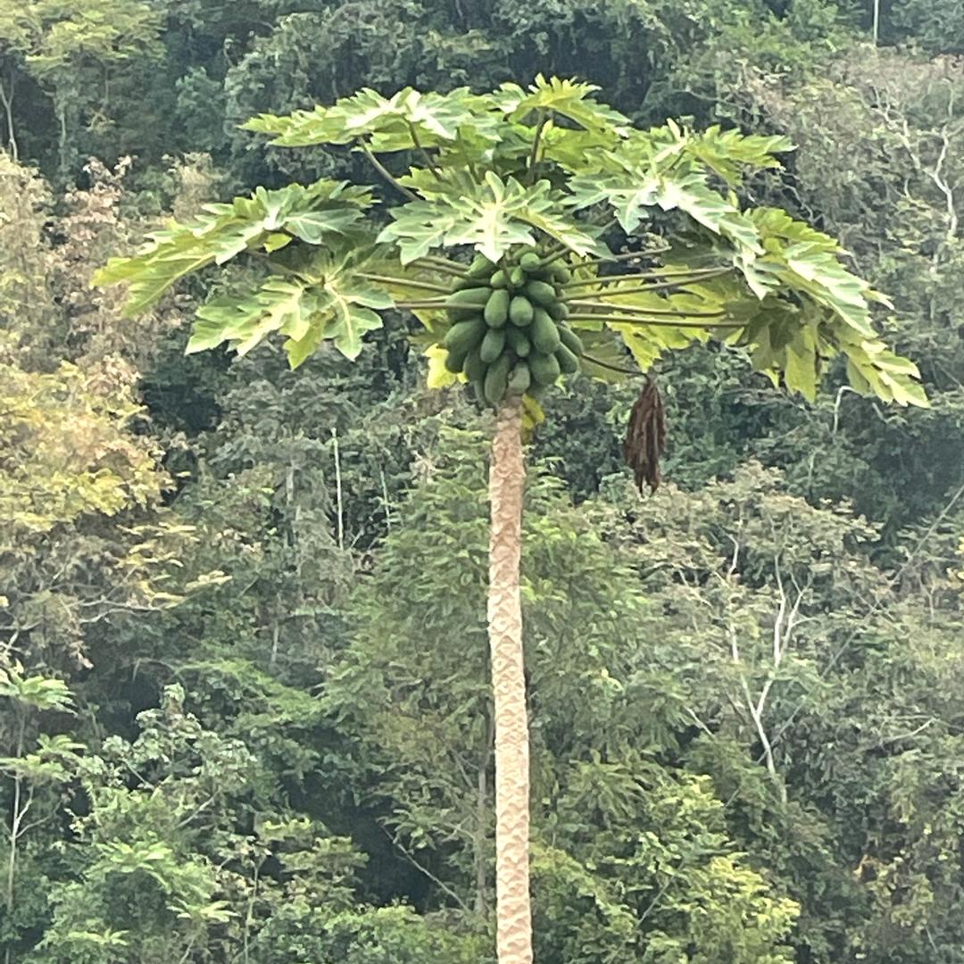 美甜 保美乐 四冠 塔桥老吴欢迎你