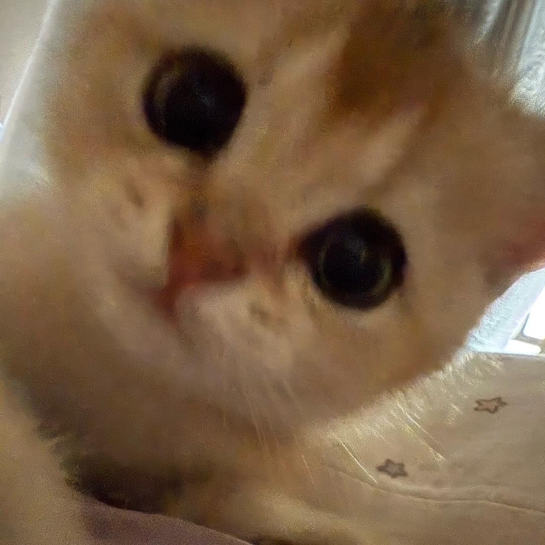这个世界不能没有小猫