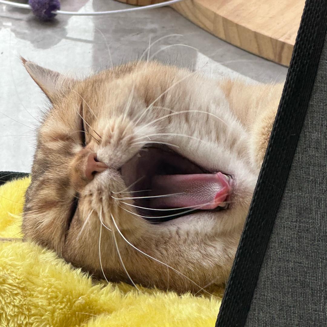 大胖子茶茶妹（爱旅游版）