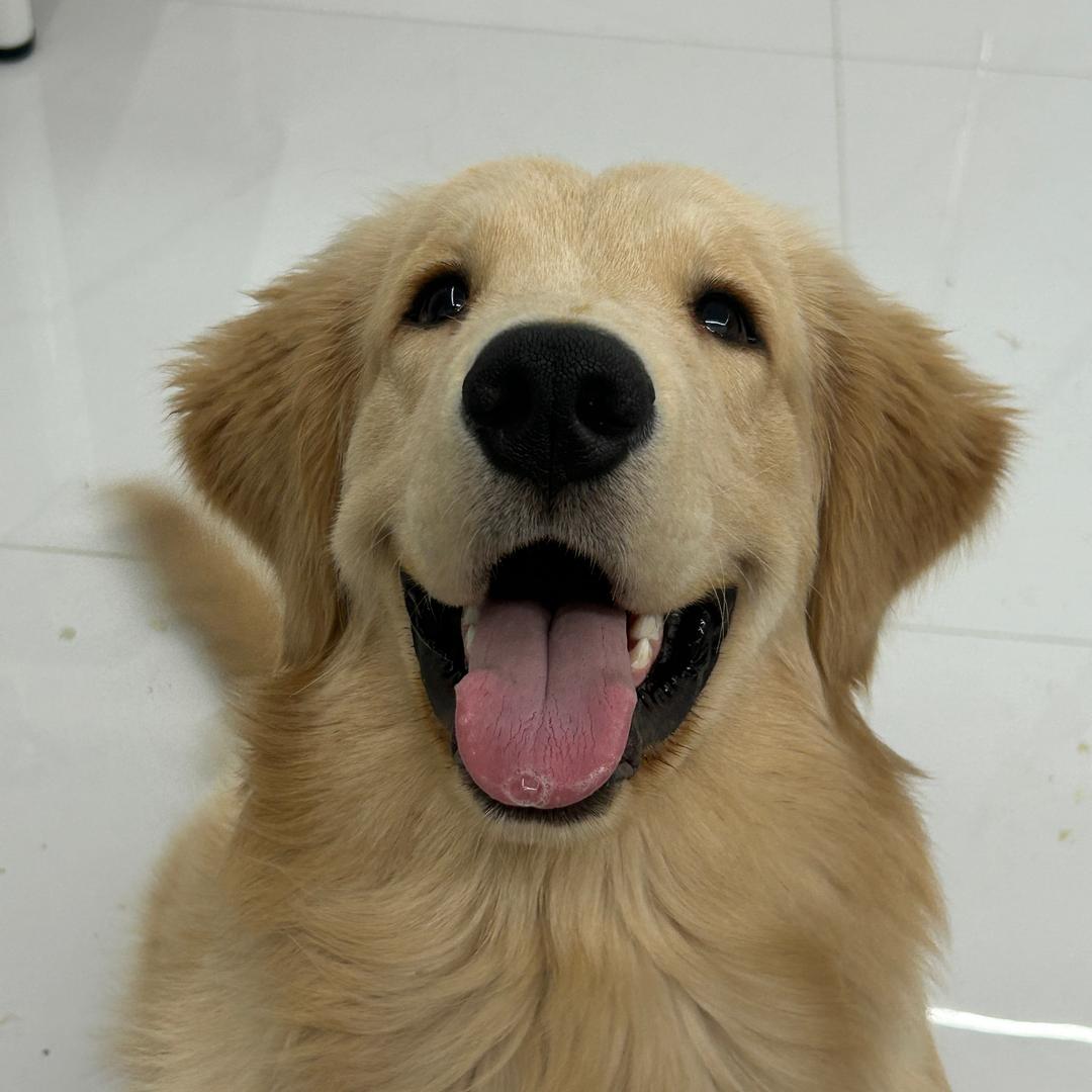 汤圆今天又挨揍了