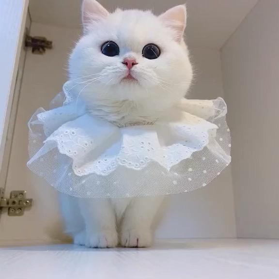 阿芳芳！
