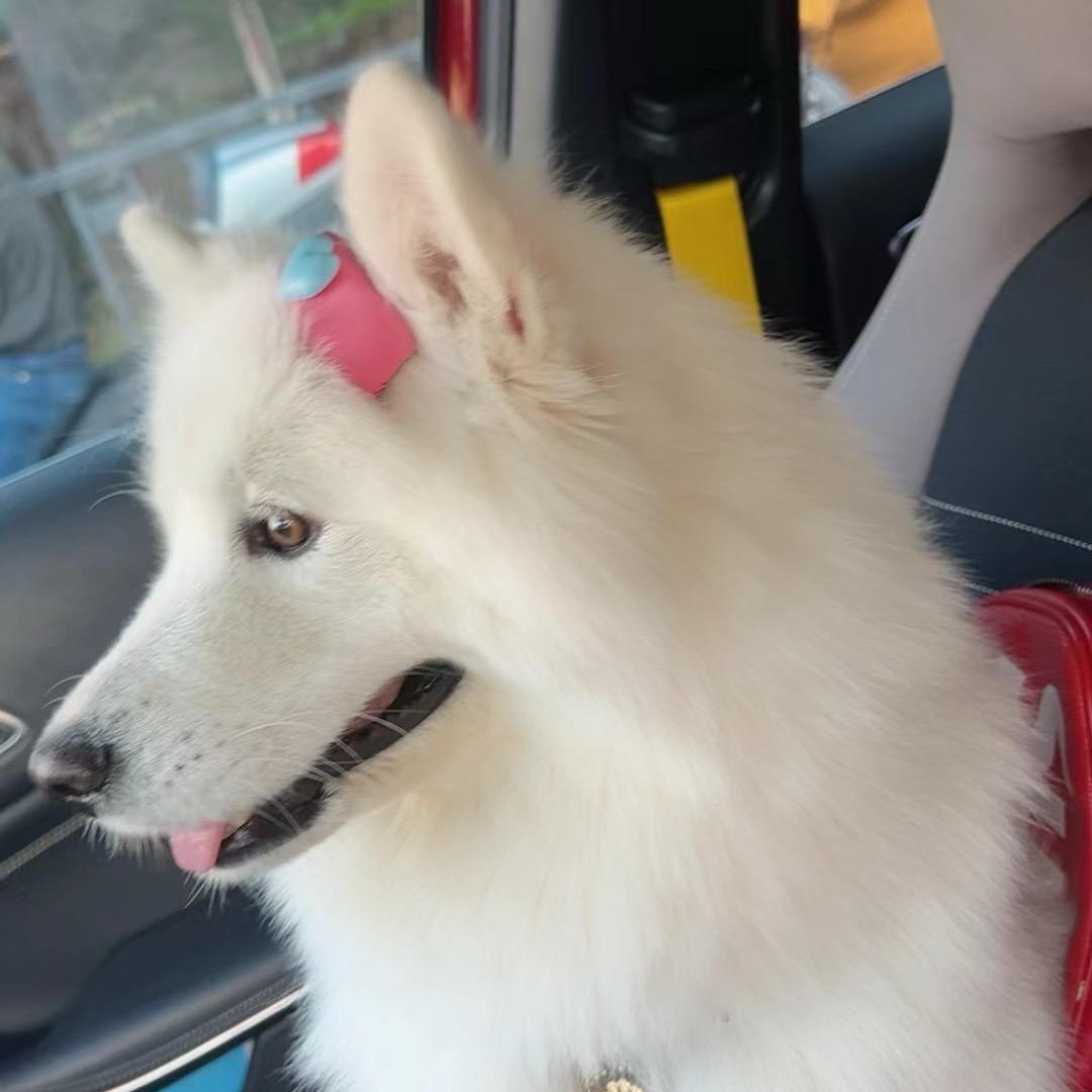 进宝（自力更生版）