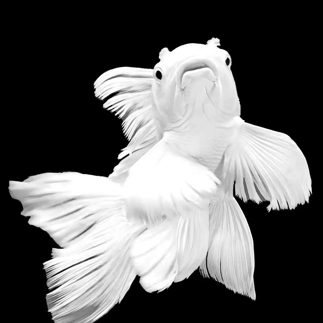 渔跃水族（蝴蝶鲤）