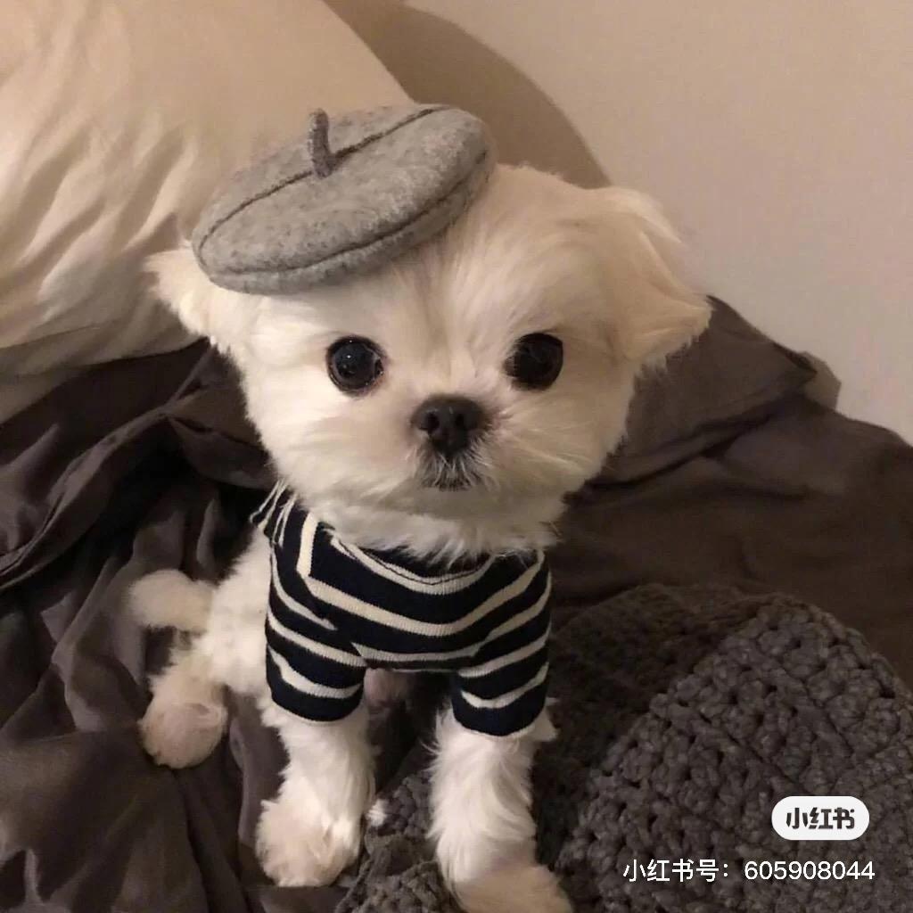 少女达梦有限公司