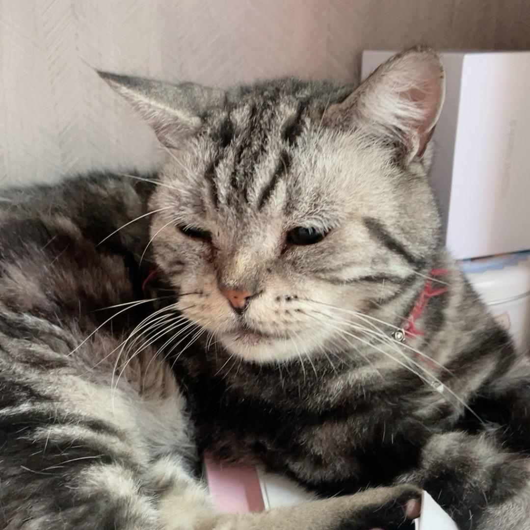 转圈的猫猫
