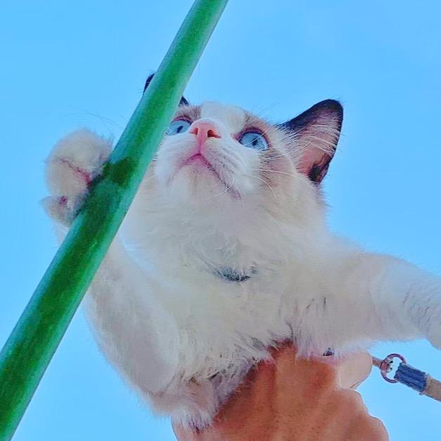 缘缘是只猫