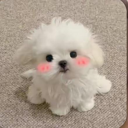 阿乖的时尚小铺
